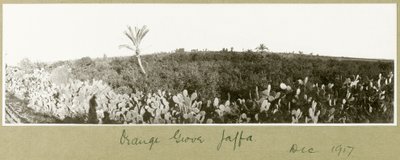Orange Grove, Jaffa, December 1917 by Capt. Arthur Rhodes
